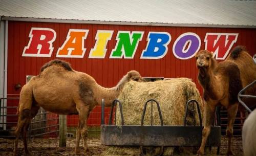 Two camels eating hay in front of a red barn with the word "RAINBOW" painted in colorful letters.