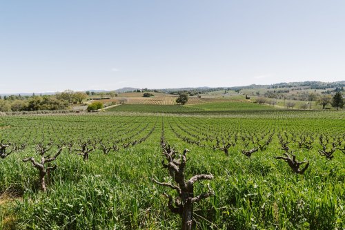 A scenic vineyard landscape with rows of grapevines and rolling hills under a clear blue sky.