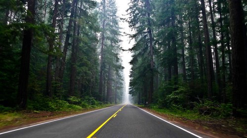 A misty road stretches through tall, dense trees, creating a serene and tranquil forest scene.