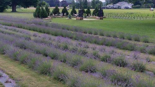 A scenic view of lavender fields in rows, with green grass and trees in the background.