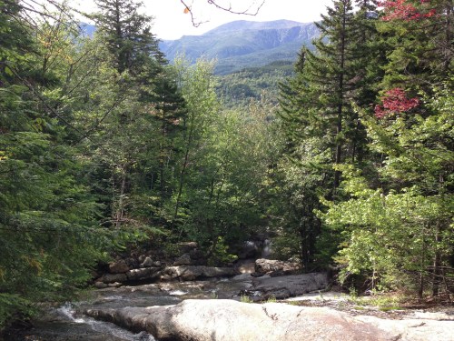 A serene forest scene with a flowing stream, surrounded by lush trees and mountains in the background.