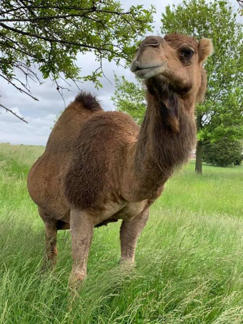 A camel stands in a grassy field under a tree, looking curiously at the camera.
