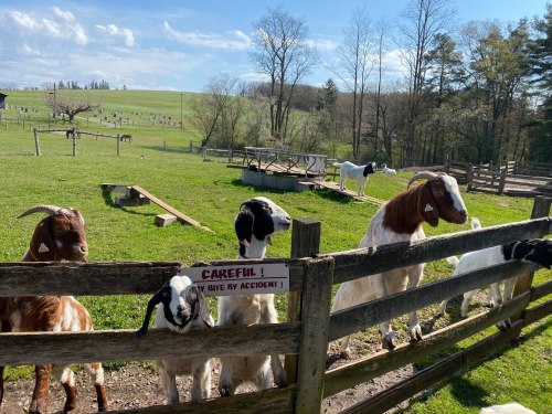 A group of goats stands by a wooden fence on a sunny day, with a warning sign that says "Careful! Don't give by accident!"