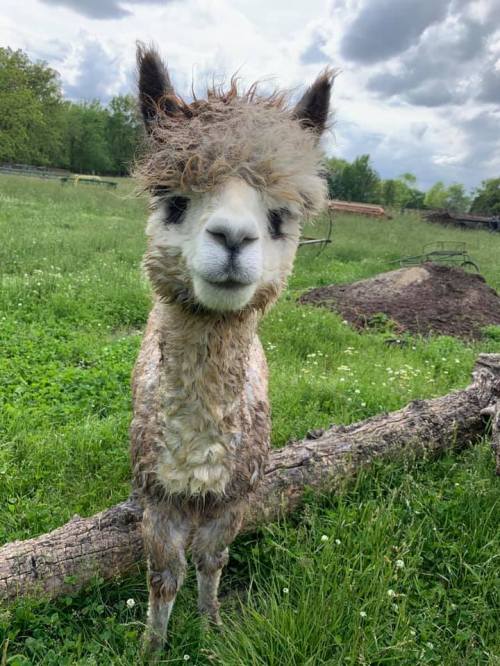 A fluffy alpaca with a messy coat stands in a grassy field near a fallen log under a cloudy sky.