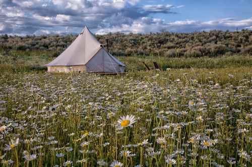 A tent in a field of daisies under a blue sky with clouds, surrounded by lush greenery.