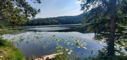 A serene lake surrounded by trees, with lily pads floating on the water and mountains in the background under a clear sky.
