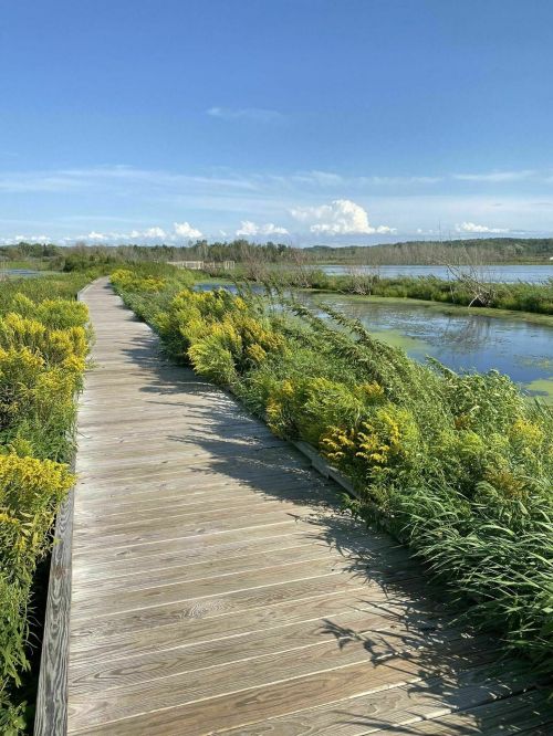 A wooden boardwalk surrounded by lush greenery and wildflowers, leading to a serene water view under a blue sky.