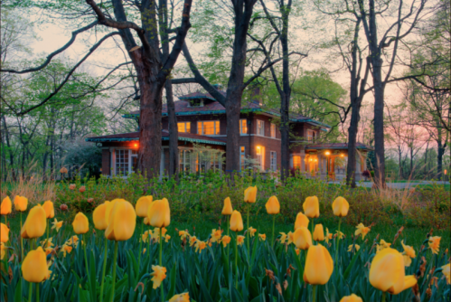 A charming brick house surrounded by blooming yellow tulips and trees, illuminated by warm evening light.