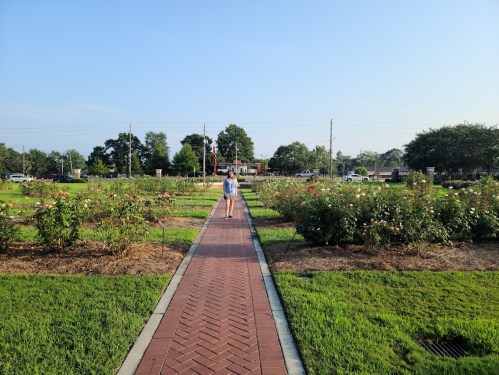 A person walks down a brick path through a rose garden on a sunny day, with greenery and trees in the background.