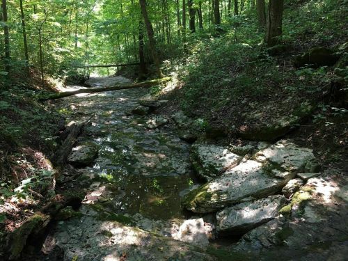 A serene forest scene with a shallow stream flowing over rocks, surrounded by lush green trees and dappled sunlight.