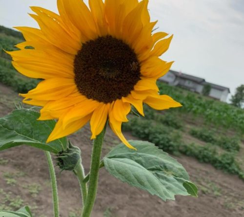 A vibrant sunflower with bright yellow petals and a dark center, surrounded by green leaves in a field.