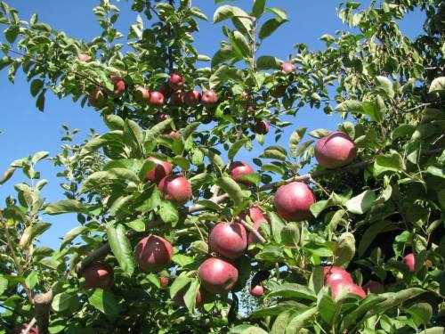 A tree laden with ripe red apples against a clear blue sky, surrounded by green leaves.
