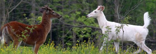 Two deer stand in a grassy field, one brown and the other white, surrounded by green foliage and wildflowers.