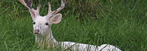 A white deer with antlers resting in tall green grass.