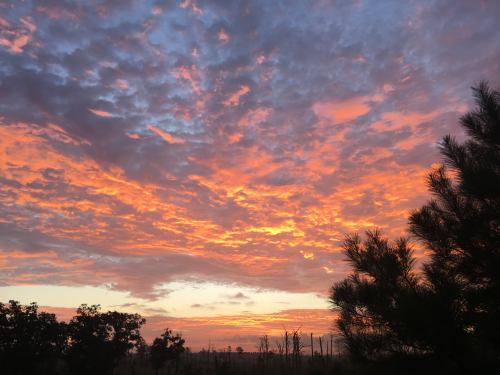 Vibrant sunset with orange and pink clouds against a blue sky, framed by silhouettes of trees.