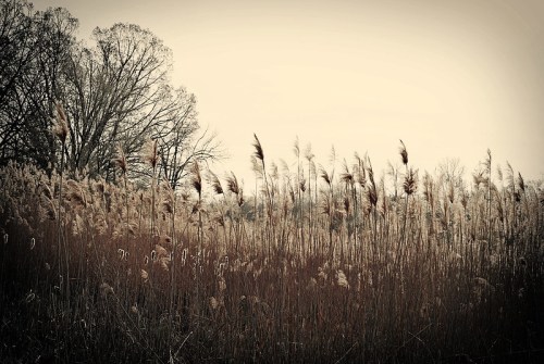 A serene landscape featuring tall grasses and a bare tree against a muted sky, evoking a calm, tranquil atmosphere.