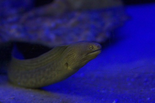 A close-up of a moray eel swimming in a blue-lit aquarium.