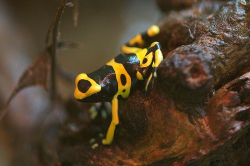 A close-up of a vibrant yellow and black poison dart frog perched on a textured branch.