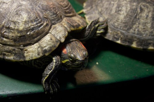 A close-up of a turtle resting on a green surface, with another turtle partially visible in the background.