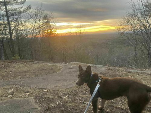 A brown dog on a leash stands on a rocky outcrop, overlooking a sunset with trees in the background.