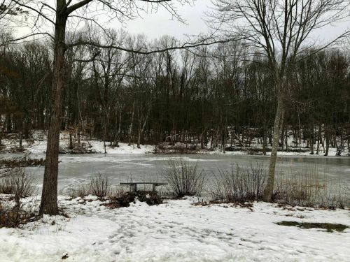 A snowy landscape with a frozen pond surrounded by bare trees and shrubs in a winter setting.