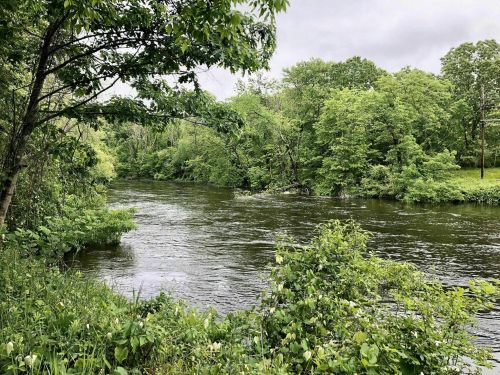 A serene river flows through lush greenery under a cloudy sky, surrounded by trees and plants.