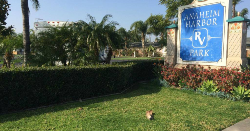 Sign for Anaheim Harbor RV Park surrounded by greenery and palm trees, with a small animal in the foreground.