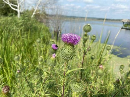 A close-up of a purple thistle flower surrounded by green foliage near a calm lake under a blue sky.