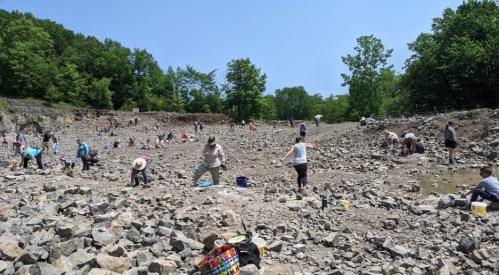 A large group of people searching for fossils in a rocky area under a clear blue sky. Trees line the background.