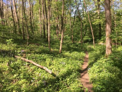 A serene forest path winding through lush greenery and trees, with sunlight filtering through the leaves.