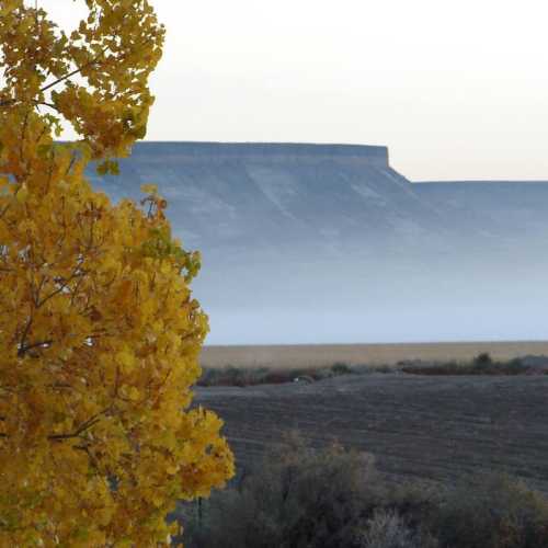 A golden-leaved tree in the foreground with a misty landscape and distant hills under a soft morning light.