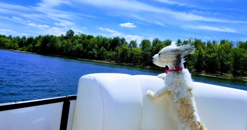A dog with long ears enjoys a boat ride, looking out at a scenic lake and lush green trees under a blue sky.