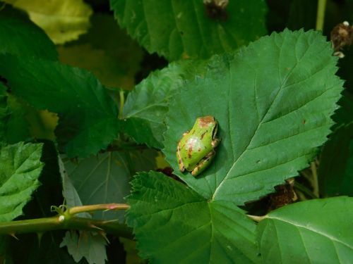 A small green frog resting on a large green leaf among other foliage.