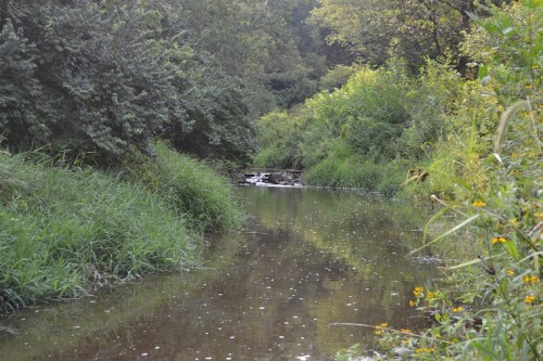 A serene river winding through lush greenery and trees, reflecting the surrounding nature.
