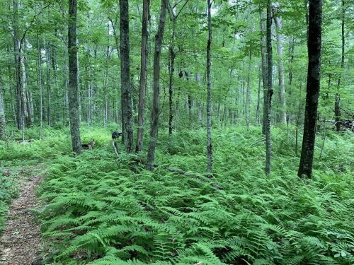 Lush green forest with tall trees and dense ferns covering the ground, creating a serene natural landscape.