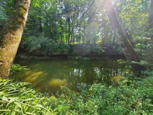 A serene river scene surrounded by lush greenery and tall trees, with sunlight filtering through the leaves.