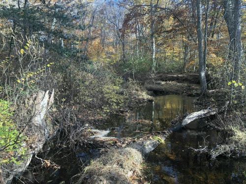 A serene forest scene with a small stream, fallen logs, and autumn foliage under a clear blue sky.