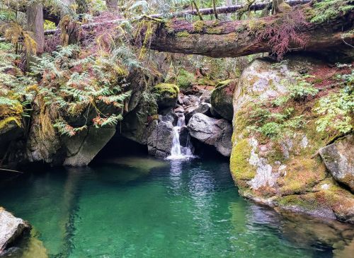 A serene forest scene featuring a small waterfall cascading into a clear, green pool surrounded by moss-covered rocks.