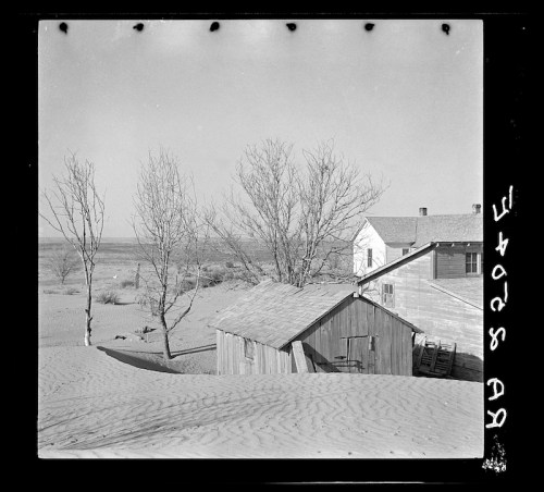 A weathered wooden shed and a house surrounded by bare trees in a sandy landscape under a clear sky.
