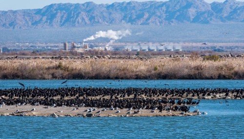 A large flock of birds on a sandy shore, with mountains and industrial smoke in the background.