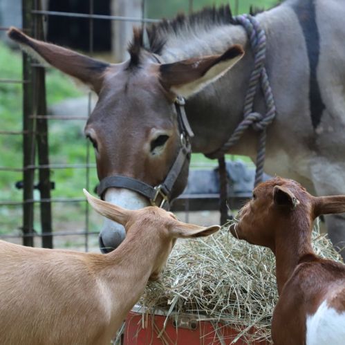 A donkey and two goats are gathered around a feeding area with hay in a farm setting.