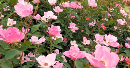 A vibrant display of pink roses in full bloom, surrounded by lush green leaves.
