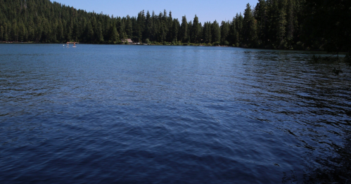 A serene lake surrounded by tall evergreen trees under a clear blue sky. Gentle ripples on the water's surface.
