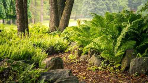 A serene forest path lined with ferns and rocks, surrounded by lush greenery and tall trees.