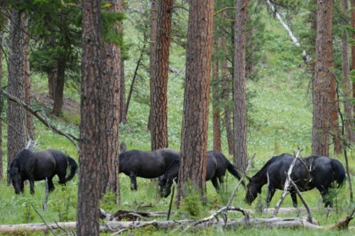 A group of black horses grazing among tall trees in a lush green forest.