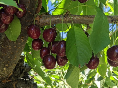 A close-up of dark red cherries hanging from a tree branch, surrounded by green leaves.