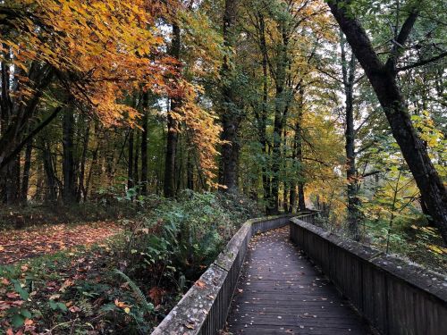 A wooden pathway winds through a forest with vibrant autumn leaves and lush greenery.