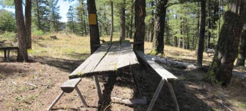 A weathered wooden picnic table in a forest clearing surrounded by tall trees and dry grass.
