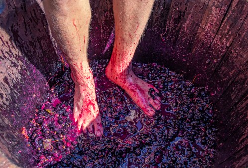 Bare feet standing in a wooden vat filled with crushed grapes, stained with purple juice.