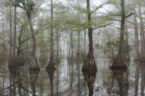 Misty swamp scene with cypress trees reflected in still water, surrounded by fog and greenery.